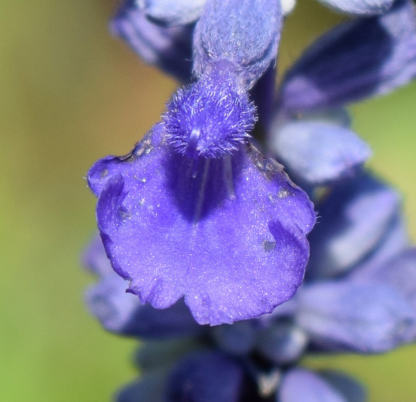 Изображение особи Salvia farinacea.