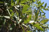Quercus trojana