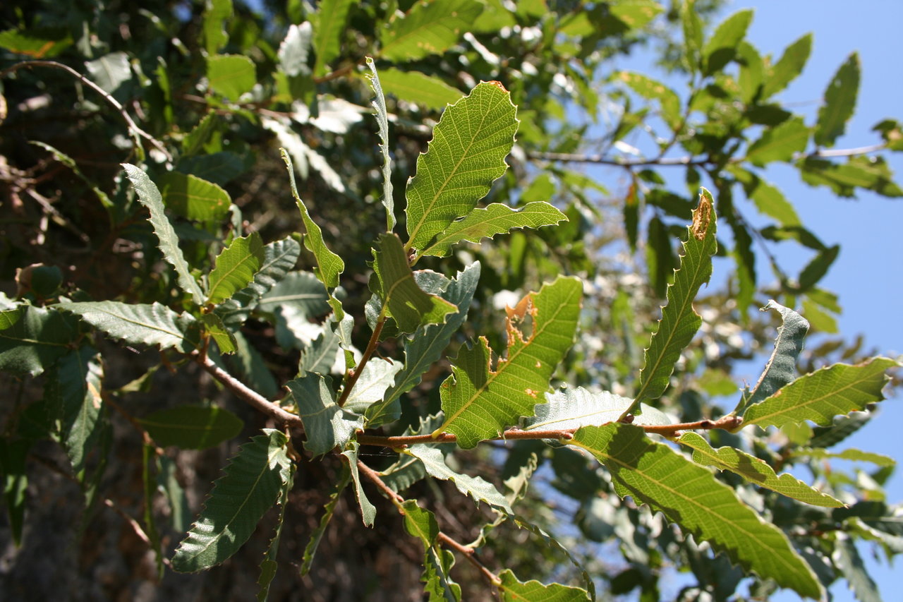 Image of Quercus trojana specimen.