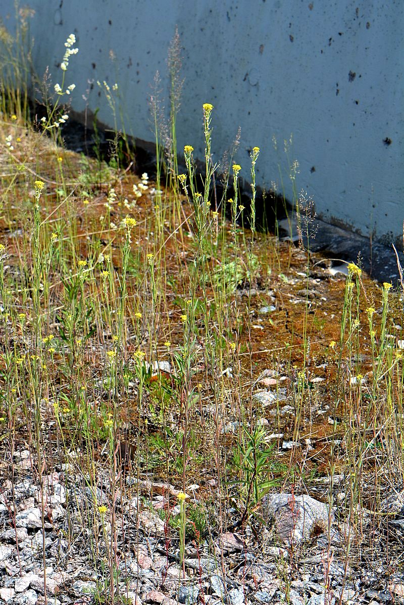 Image of Erysimum hieracifolium specimen.