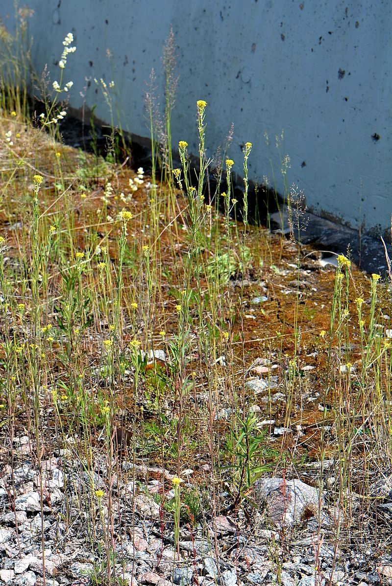 Image of Erysimum hieraciifolium specimen.