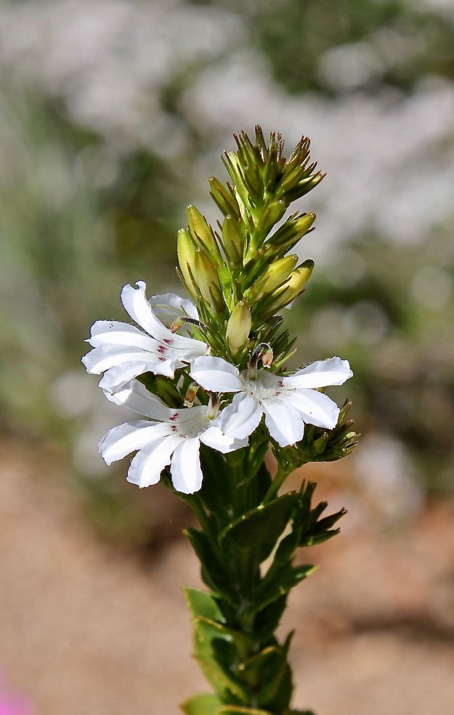 Изображение особи Goodenia decursiva.