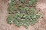 Astragalus asaphes