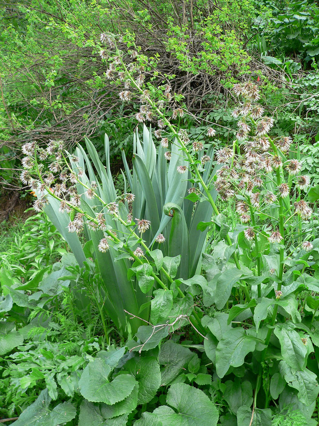 Изображение особи Solenanthus circinnatus.