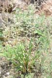 Silene quadriloba