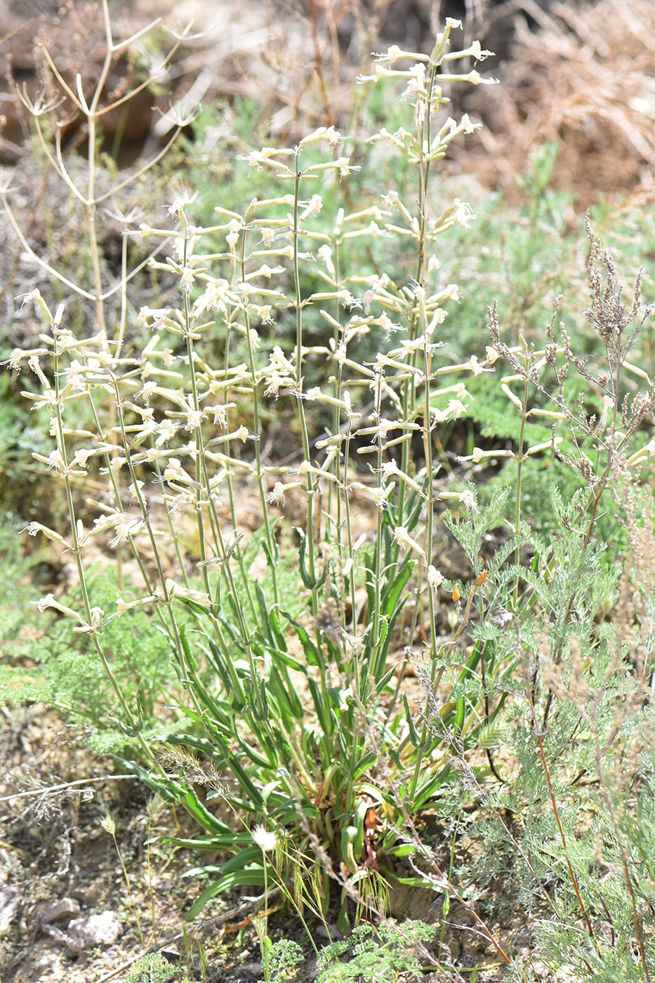 Image of Silene quadriloba specimen.