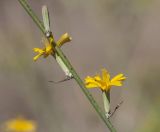 Chondrilla juncea. Часть побега с соцветиями. Краснодарский край, ГО Анапа, окр. с. Витязево, перешеек между морем и Витязевским лиманом, степь на дюнах. 05.08.2020.