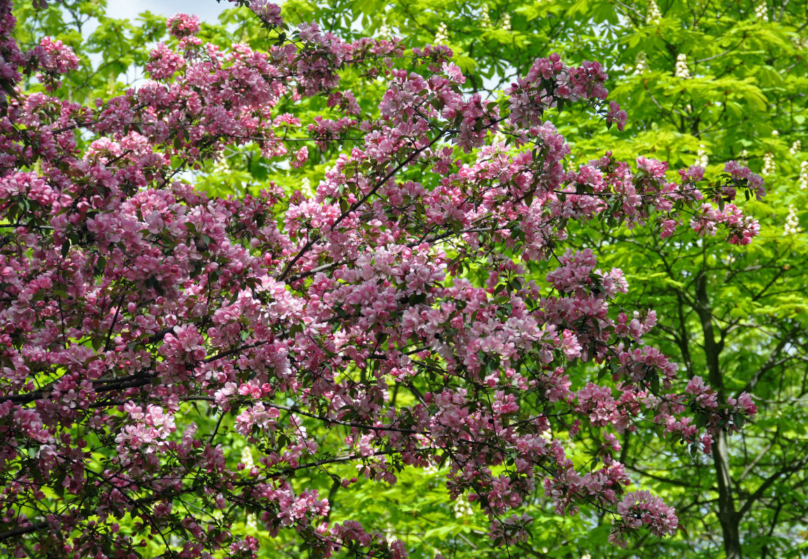 Изображение особи Malus &times; purpurea.