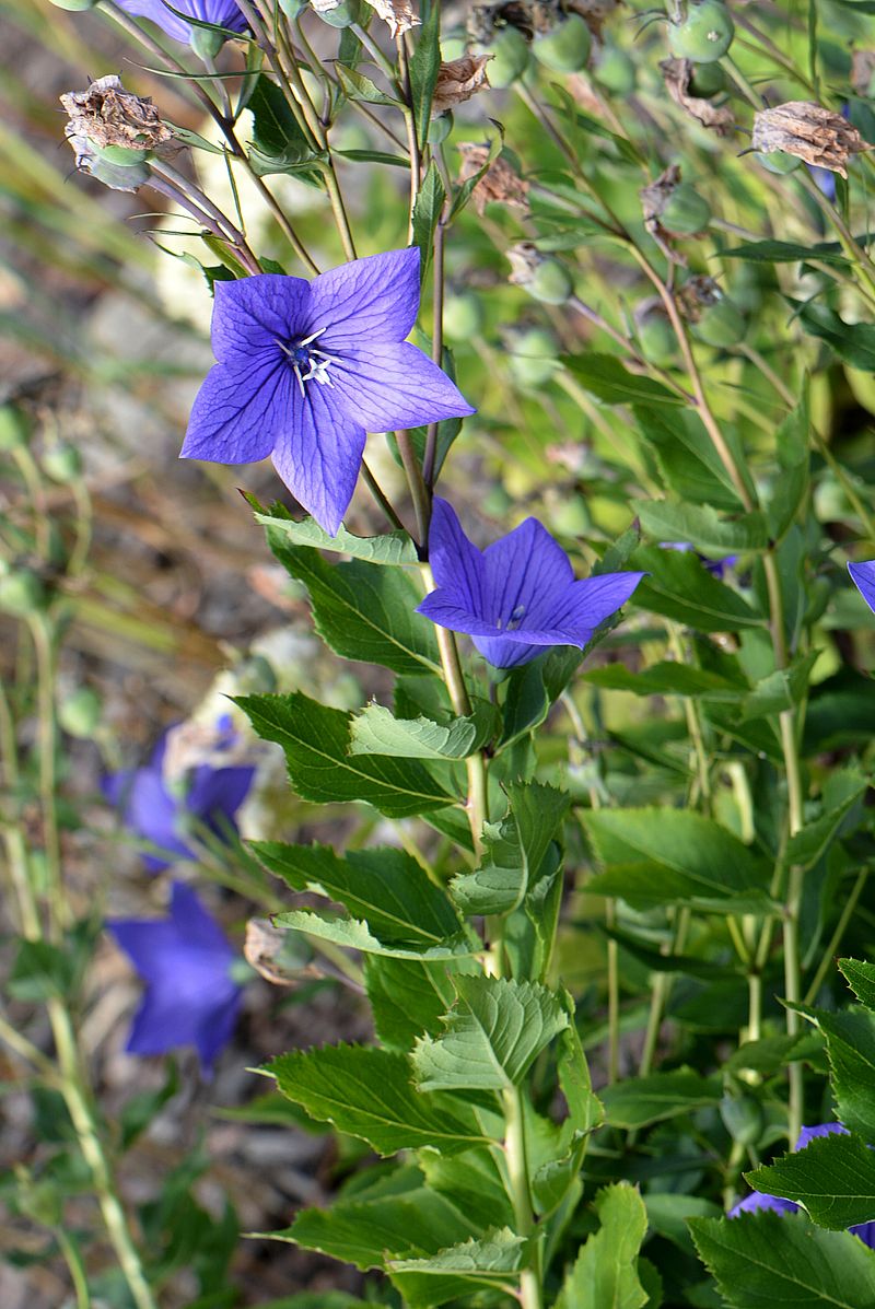 Image of Platycodon grandiflorus specimen.