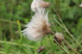 Cirsium setosum. Соплодие. Костромская обл., Кологривский р-н, окр. деревни Козлово, луг. 28 августа 2020 г.