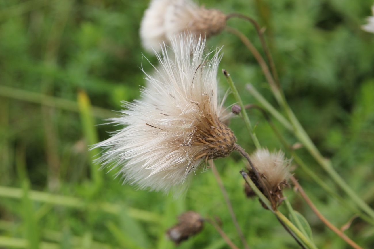 Image of Cirsium setosum specimen.