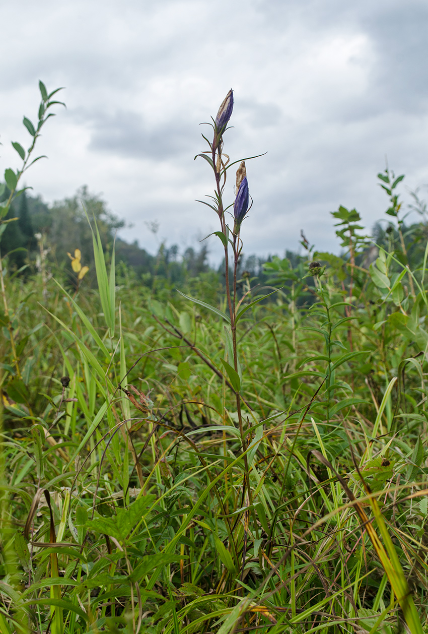 Изображение особи Gentiana pneumonanthe.