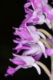 Orchis militaris