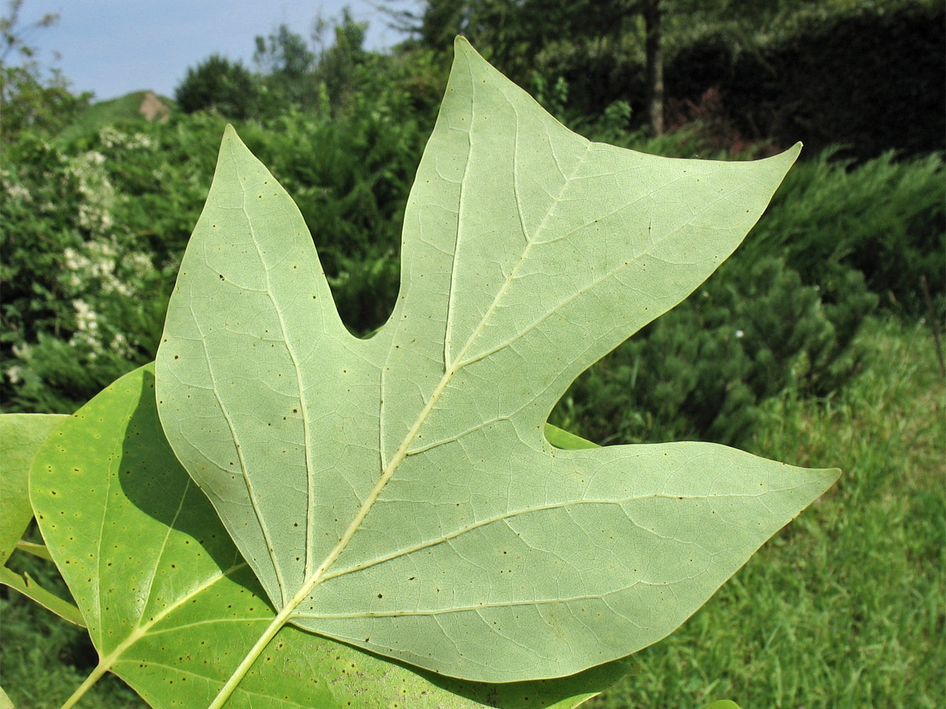 Image of Liriodendron chinense specimen.