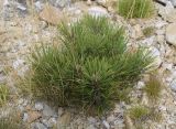 Pinus uncinata