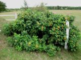 Rosa rugosa. Цветущее и плодоносящее растение в культуре. Украина, Волынская обл., Ратновский р-н, юго-западные окр. с. Окачево, левый берег р. Припять. 28 июля 2010 г.