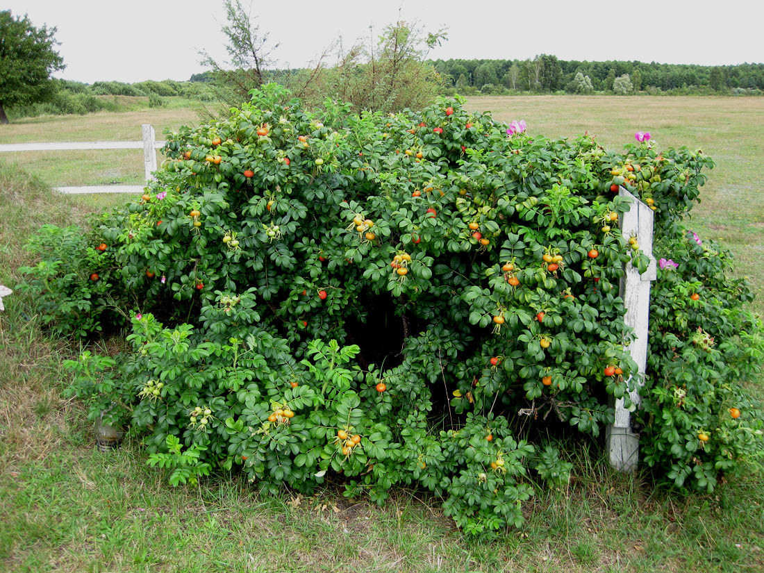 Image of Rosa rugosa specimen.