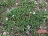 Astragalus captiosus