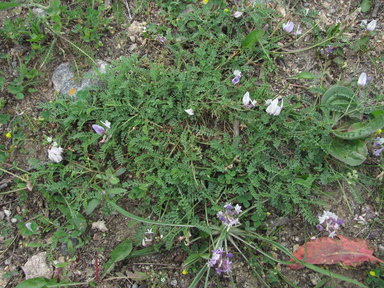 Изображение особи Astragalus captiosus.