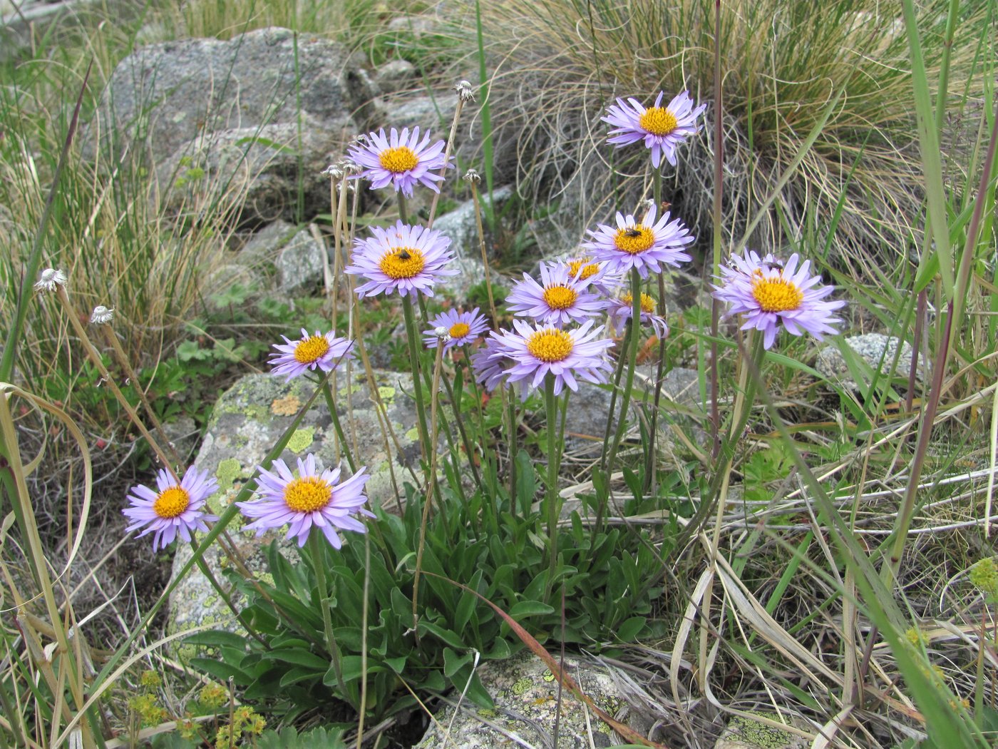 Изображение особи Aster alpinus.