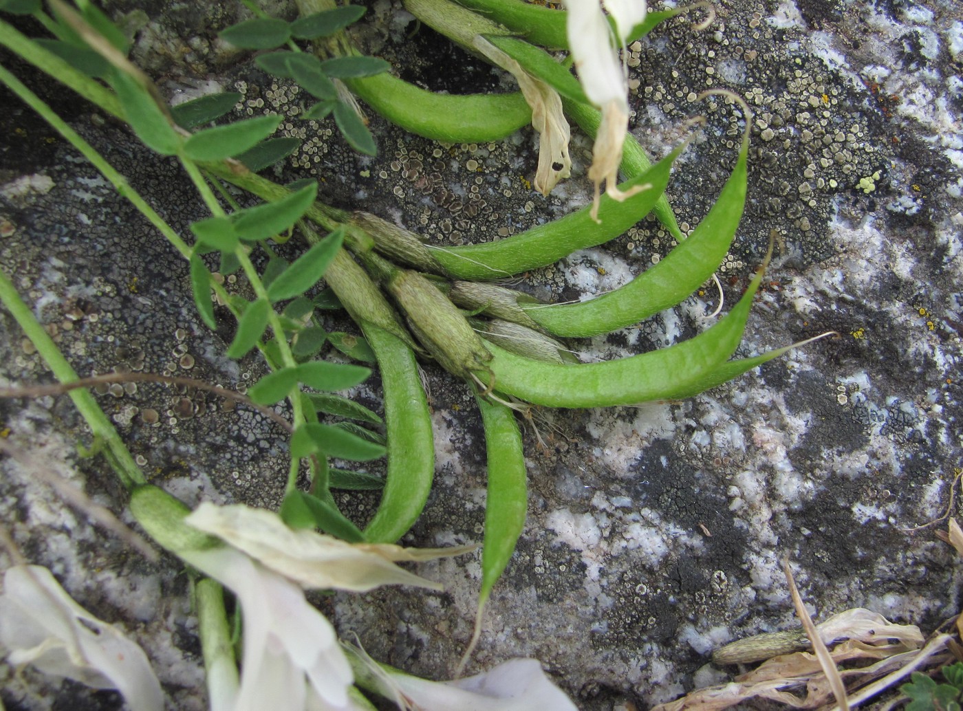 Изображение особи Astragalus levieri.