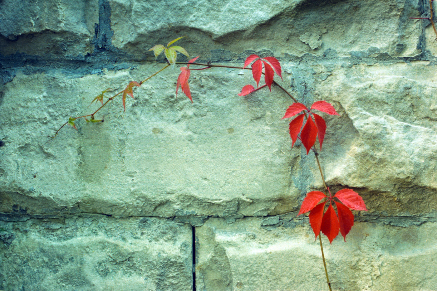 Изображение особи Parthenocissus quinquefolia.