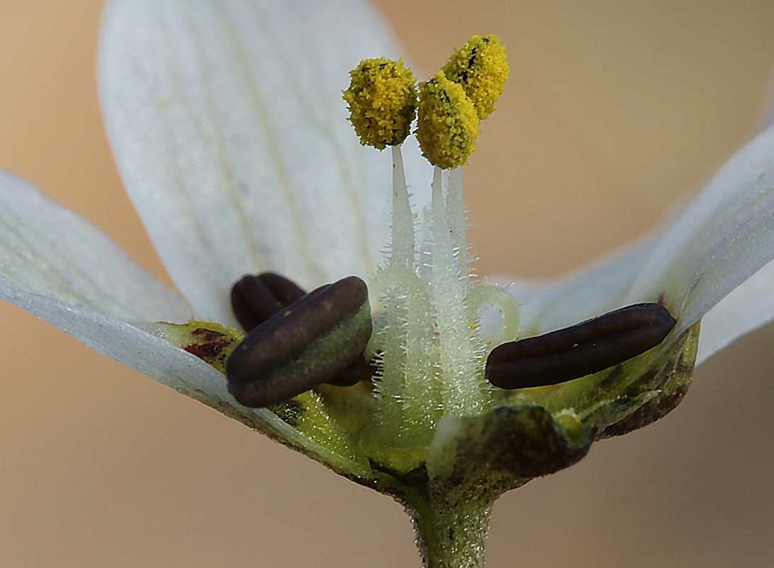 Image of Fritillaria baisunensis specimen.