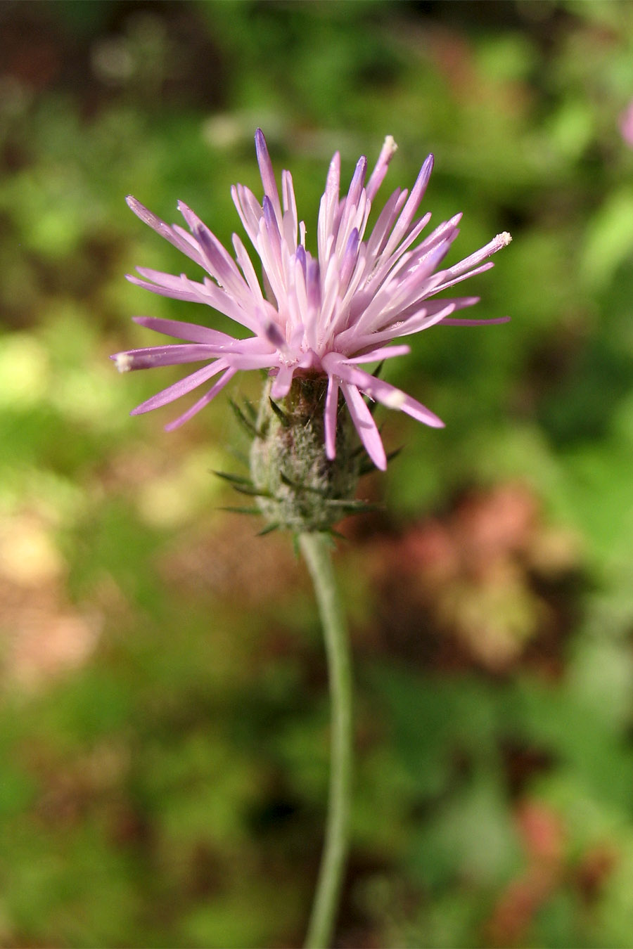 Изображение особи Carduus argentatus.