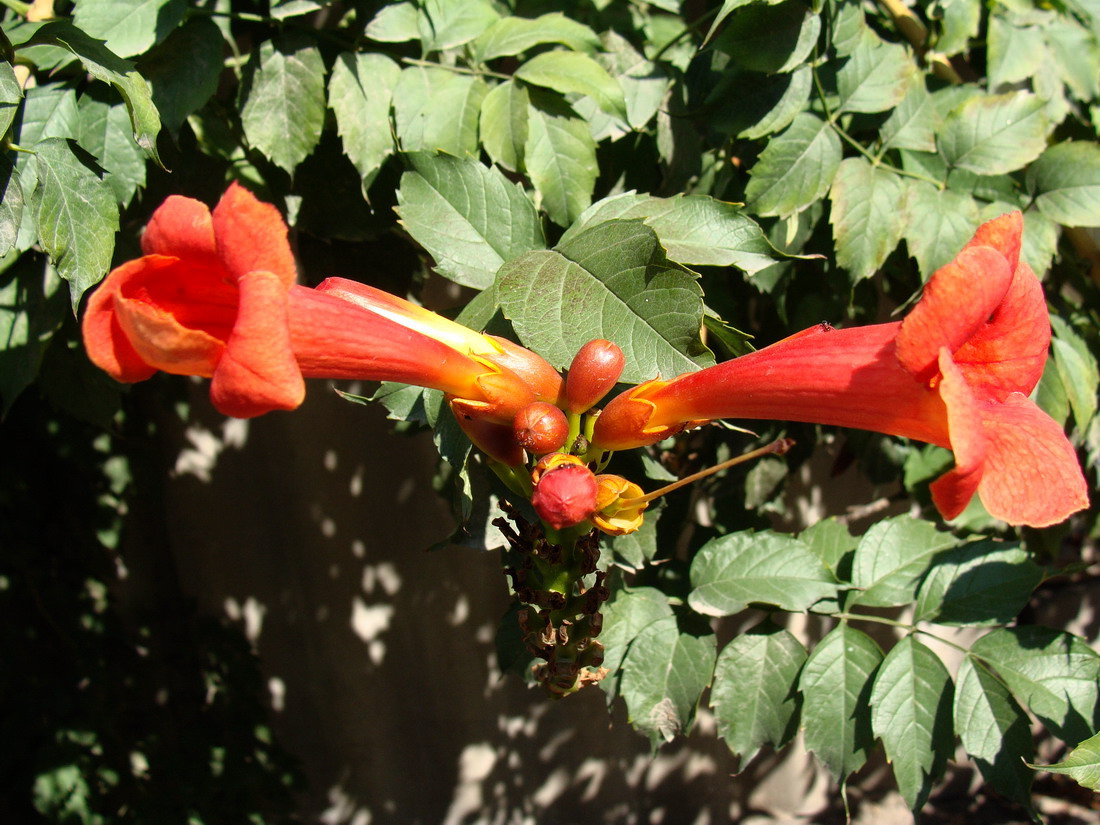 Image of Campsis radicans specimen.