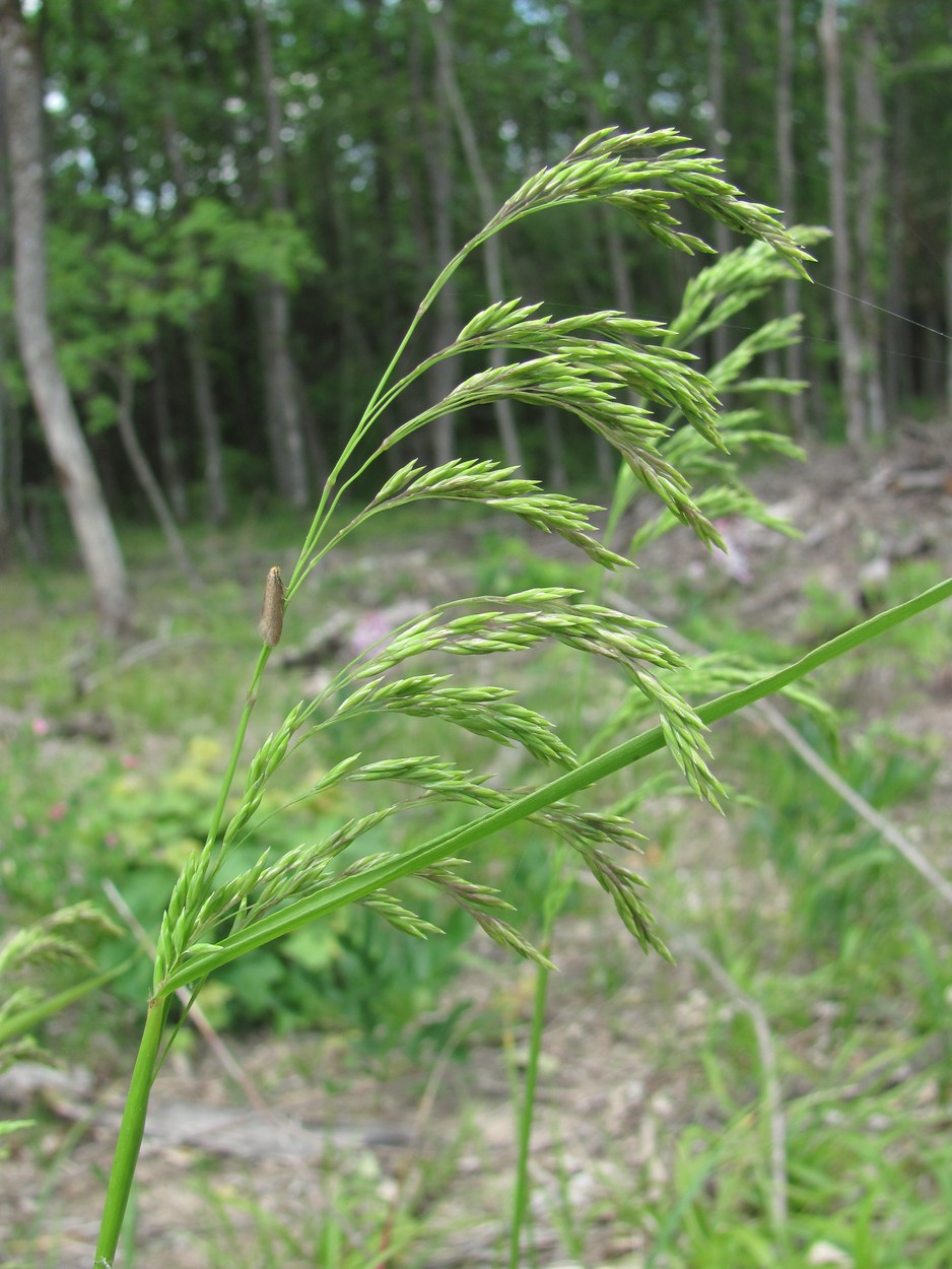 Изображение особи Festuca drymeja.