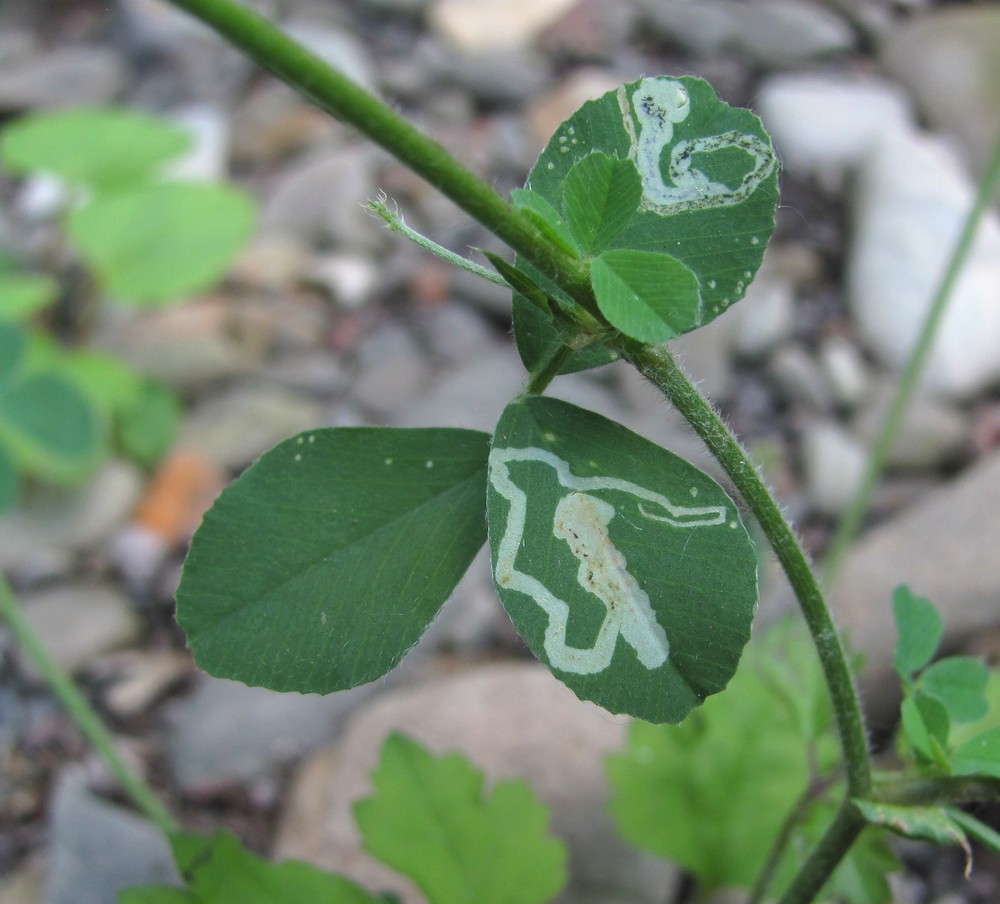 Image of Medicago lupulina specimen.