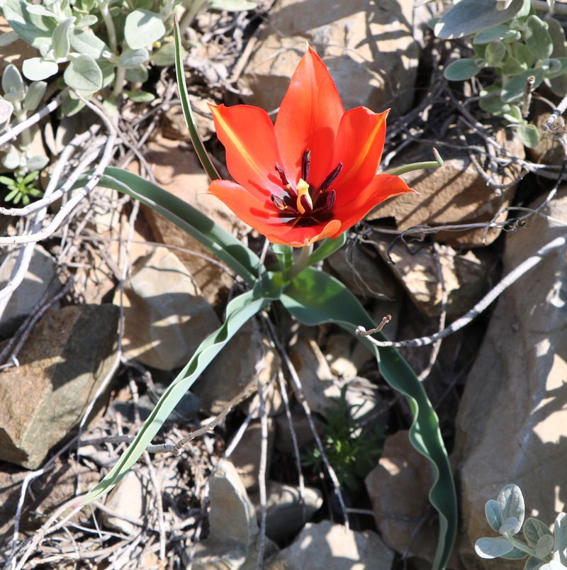 Image of Tulipa florenskyi specimen.