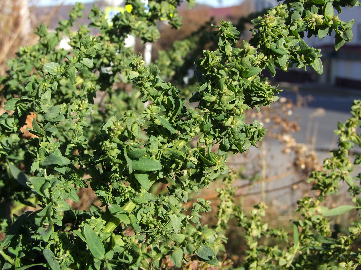 Image of genus Atriplex specimen.