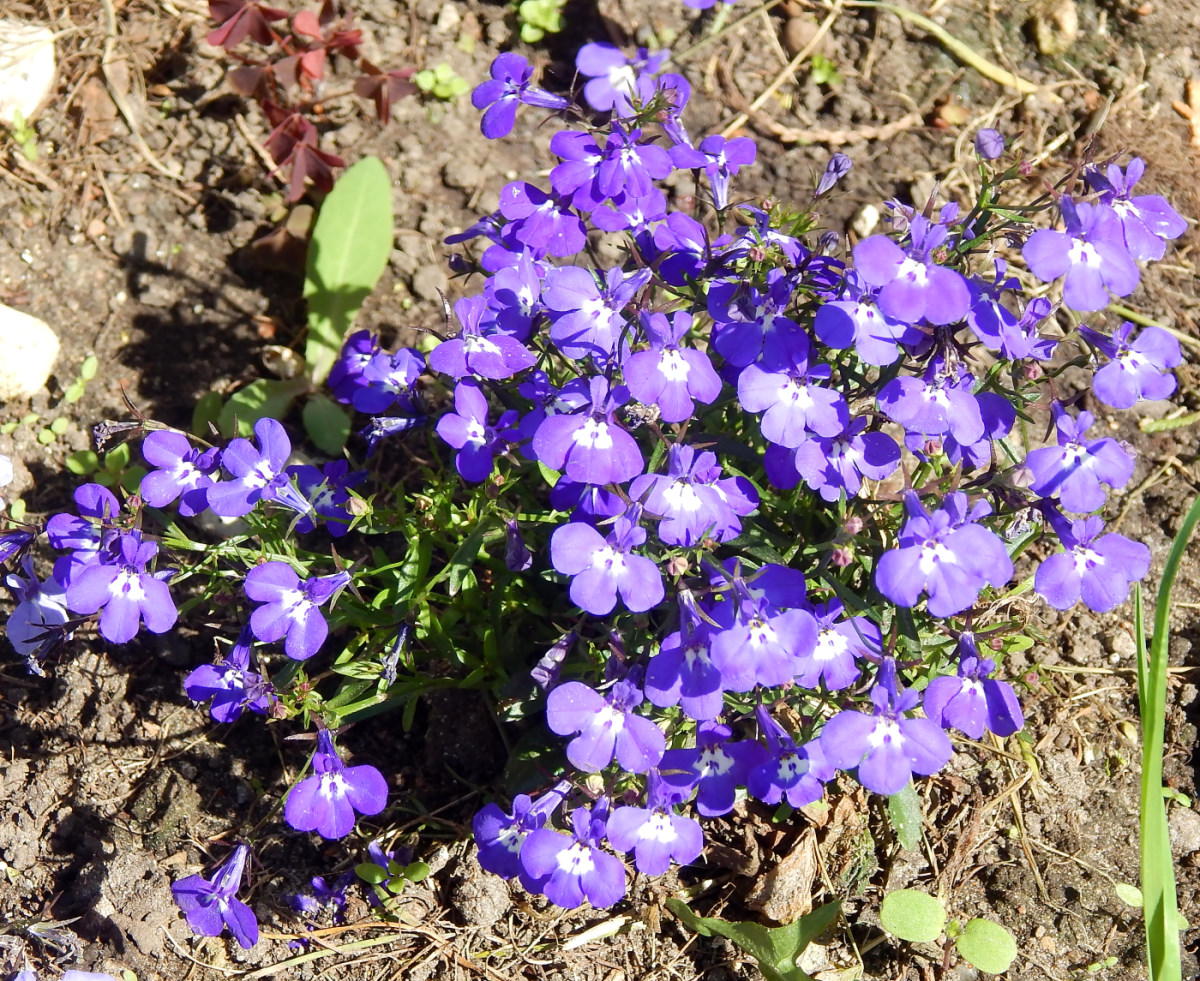 Image of Lobelia erinus specimen.