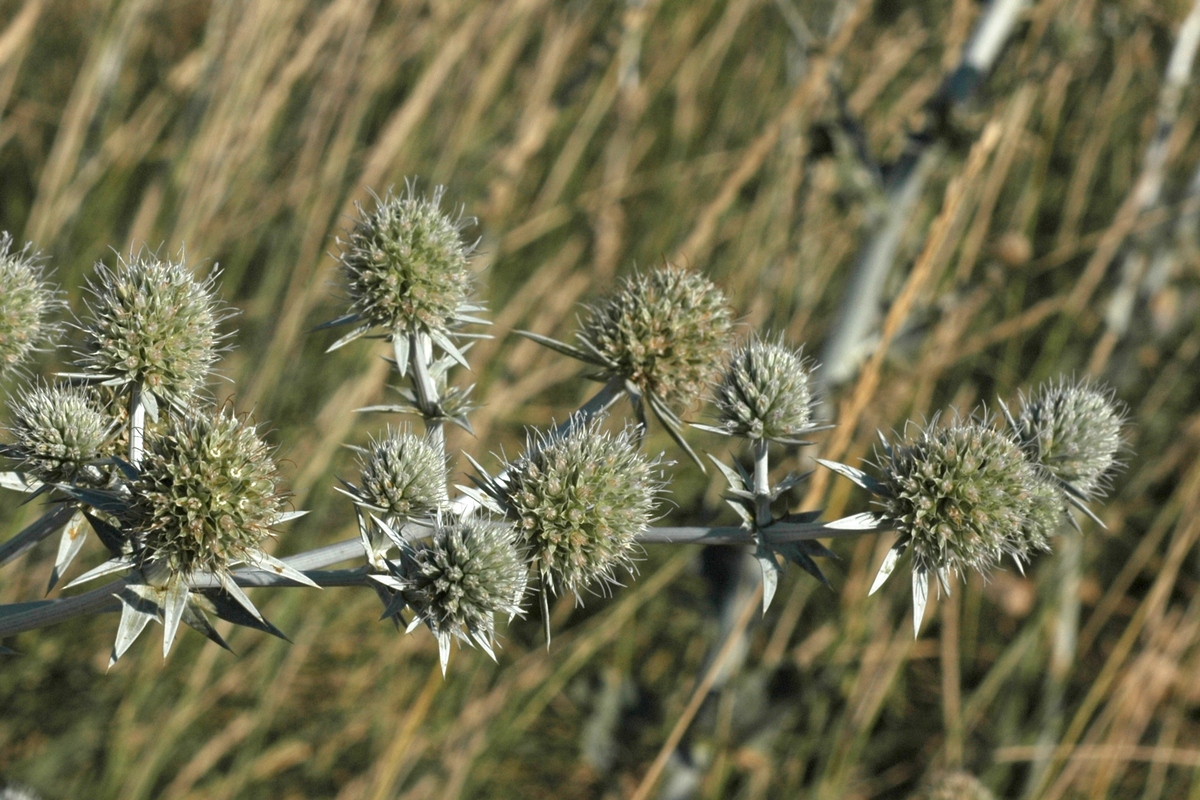 Image of Eryngium macrocalyx specimen.