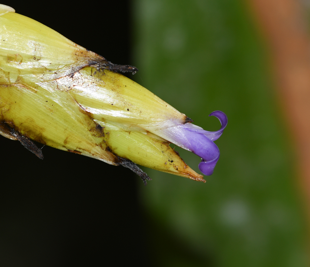 Image of Tillandsia fendleri specimen.