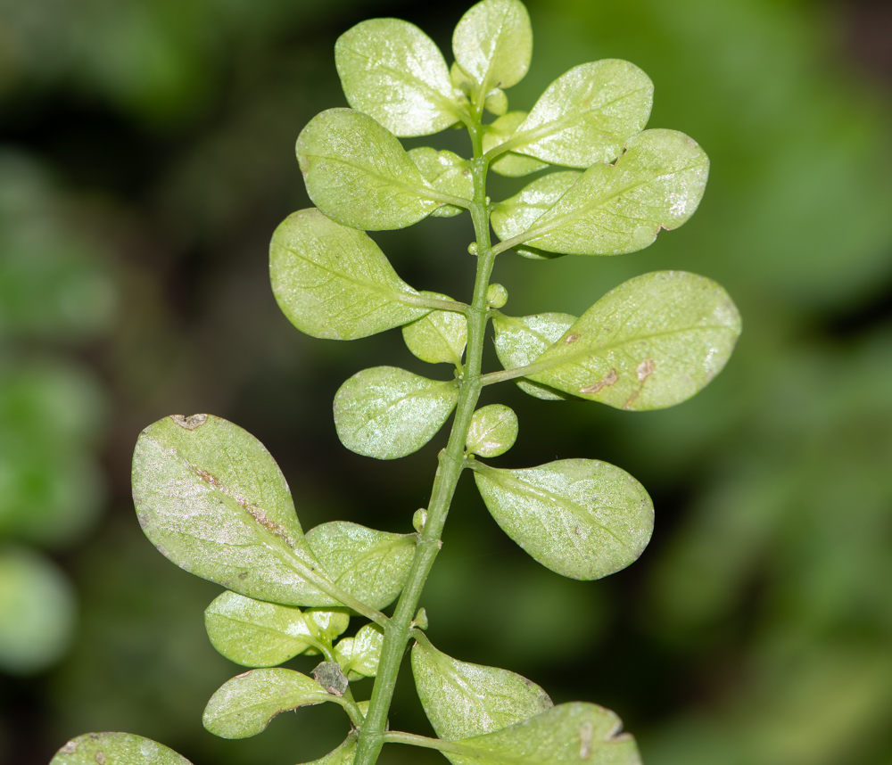 Image of Pilea microphylla specimen.