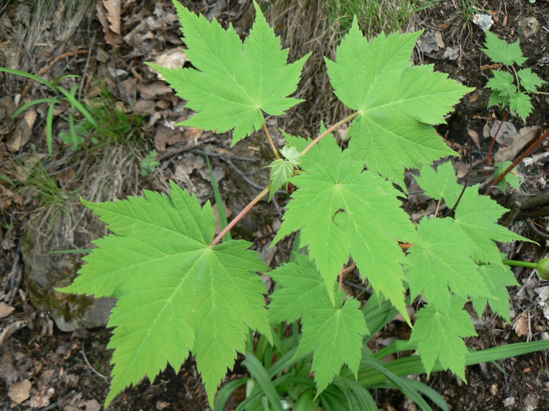 Image of Acer ukurunduense specimen.