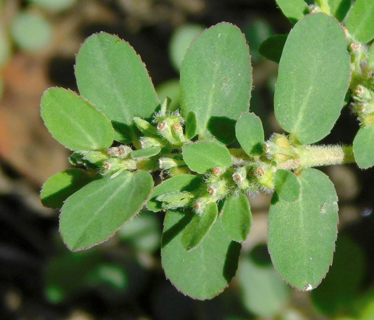 Изображение особи Euphorbia prostrata.