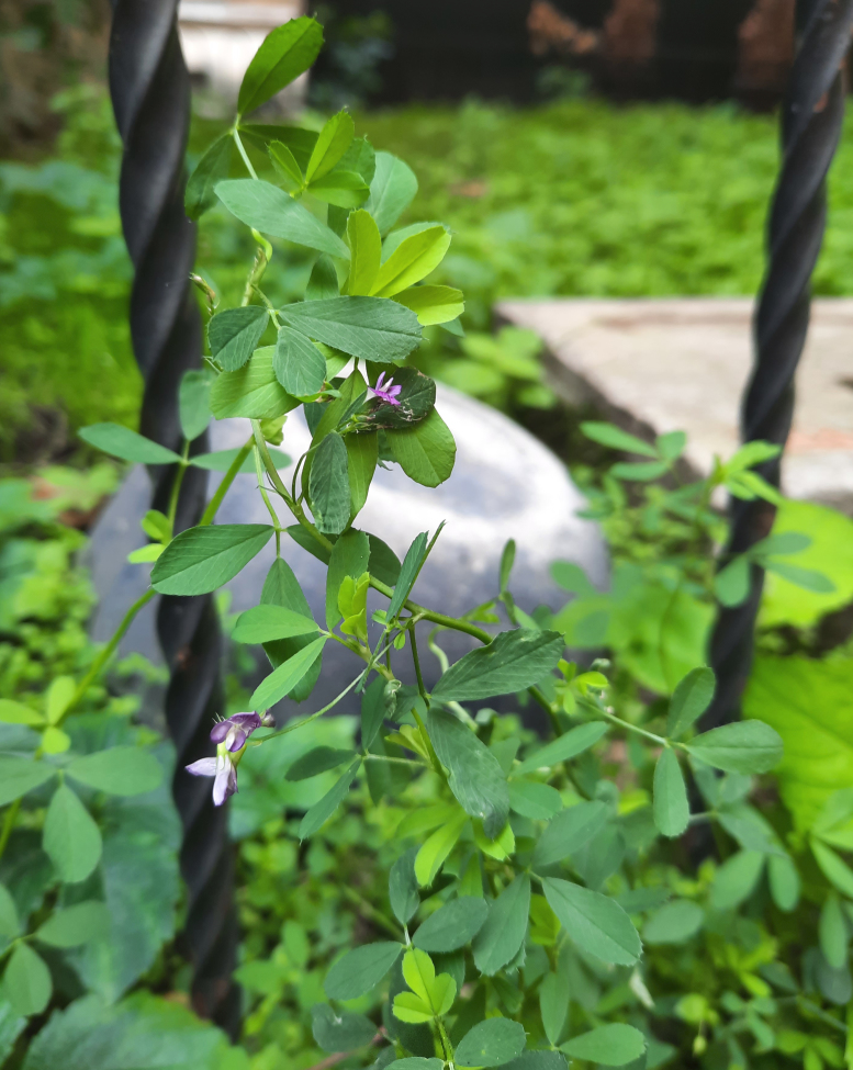 Image of Medicago sativa specimen.