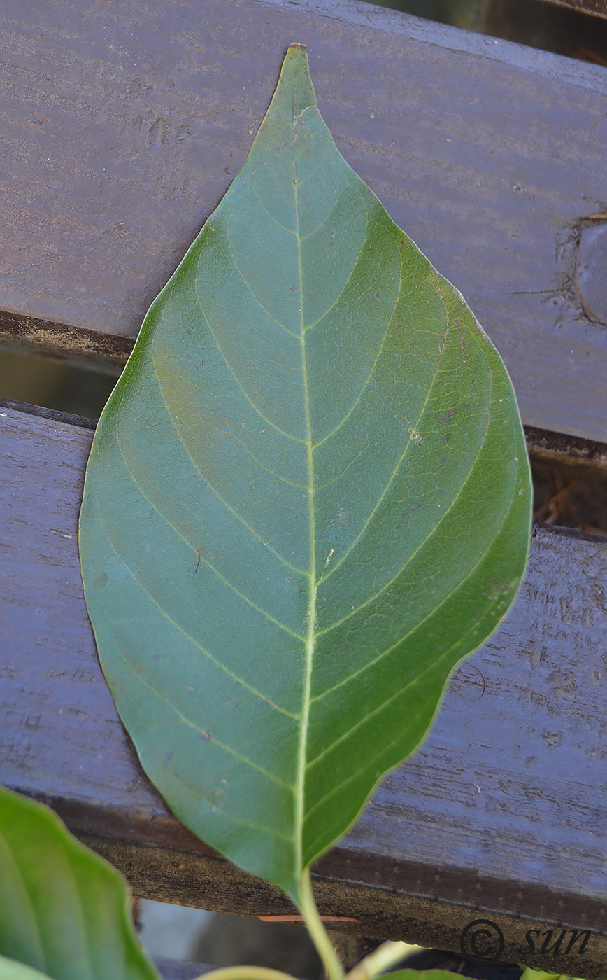Image of Camptotheca acuminata specimen.