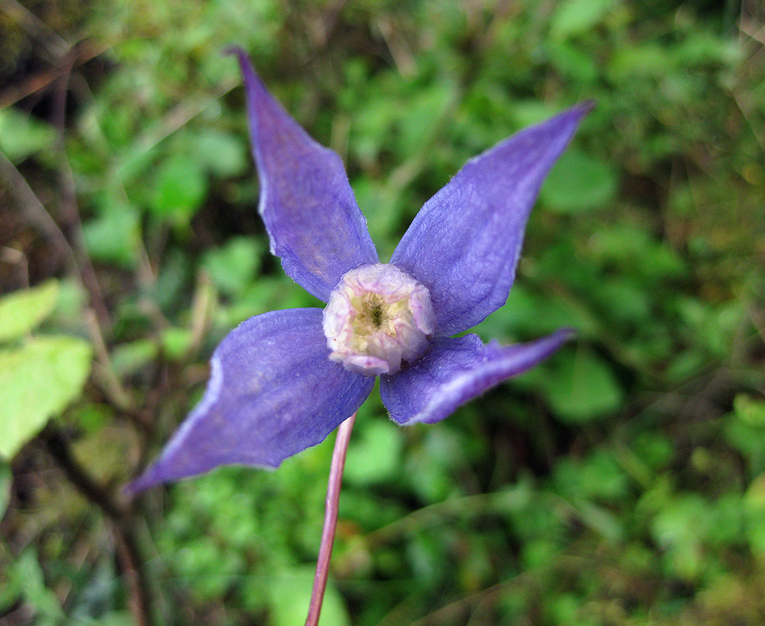 Image of Atragene alpina specimen.