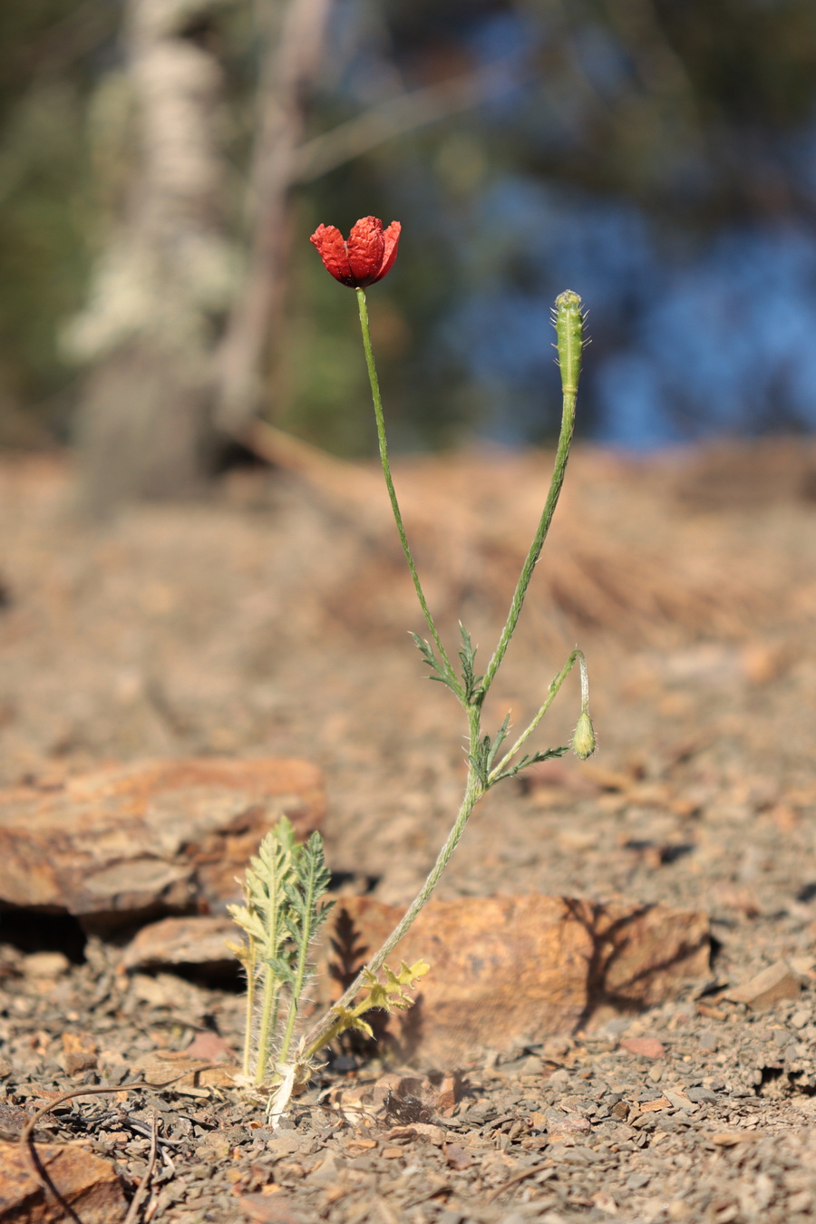 Image of Papaver minus specimen.