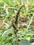Amaranthus viridis