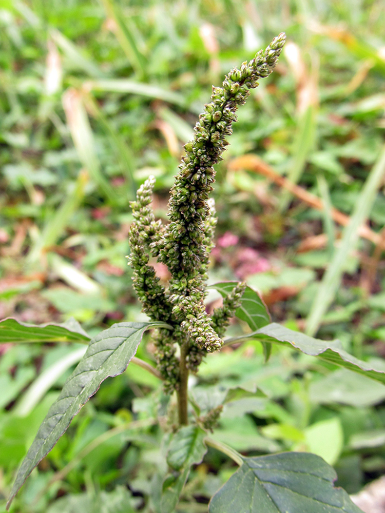 Изображение особи Amaranthus viridis.