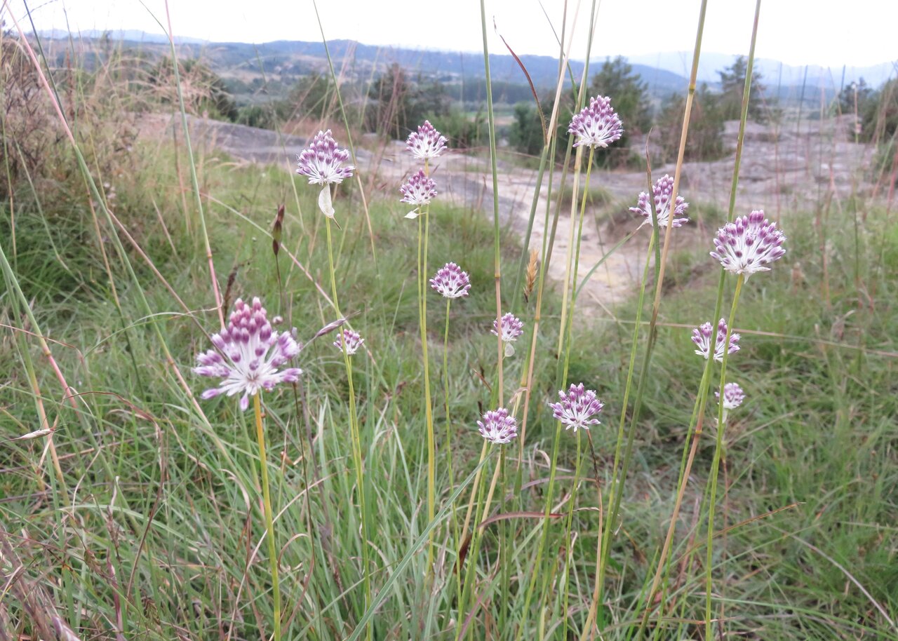 Изображение особи Allium guttatum ssp. dalmaticum.