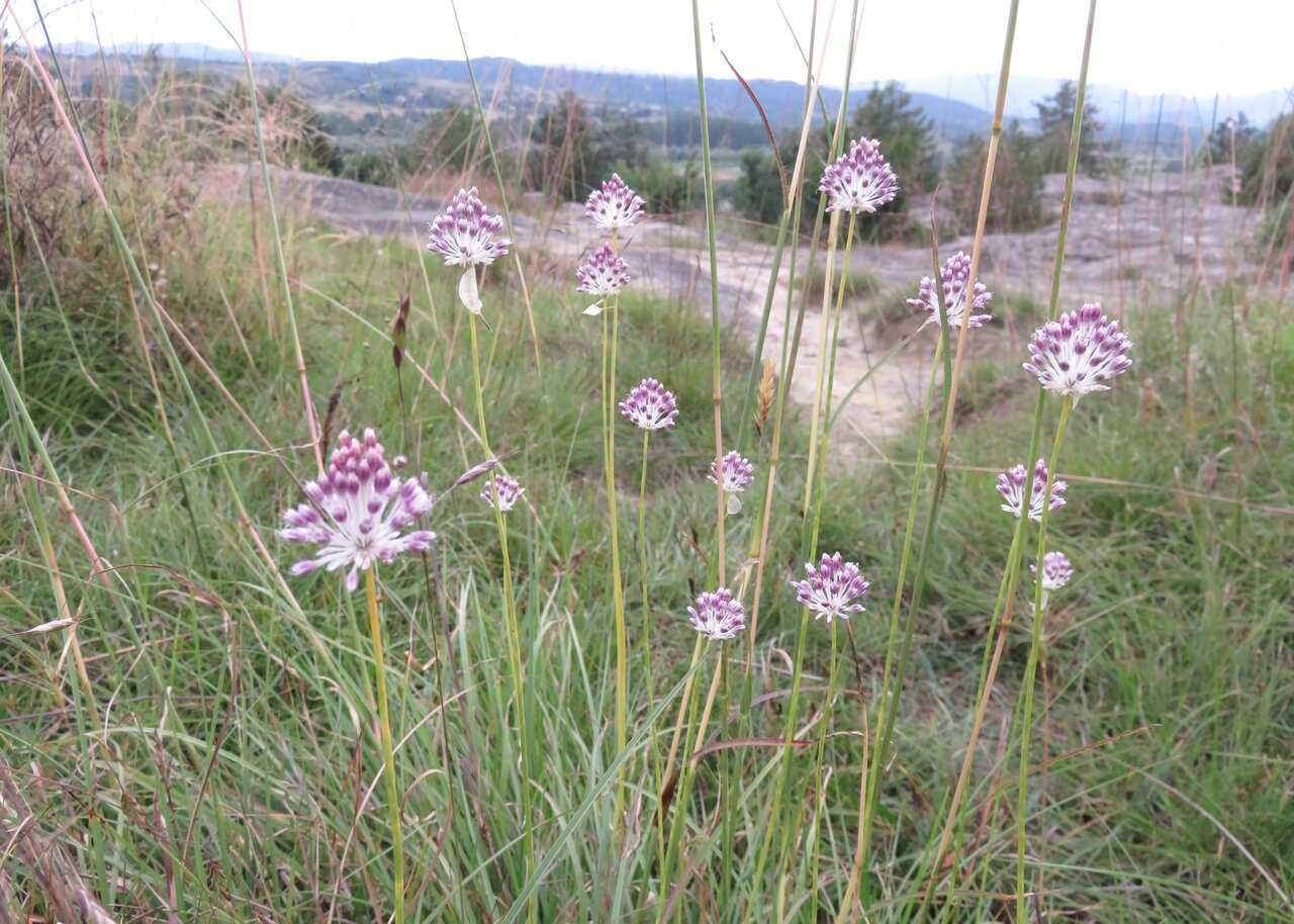 Image of Allium guttatum ssp. dalmaticum specimen.