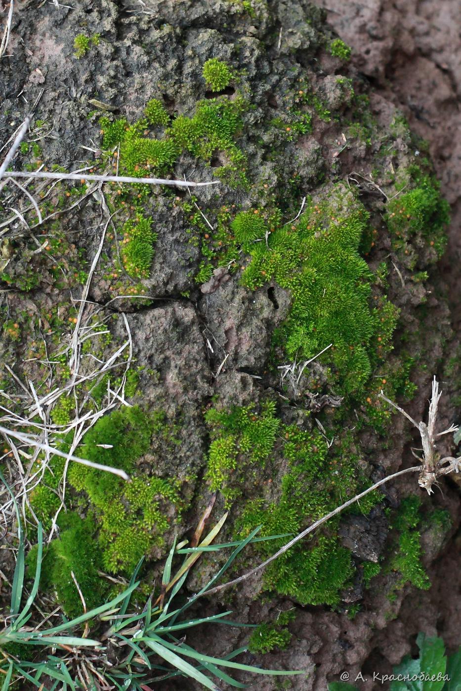 Изображение особи Bryum caespiticium.