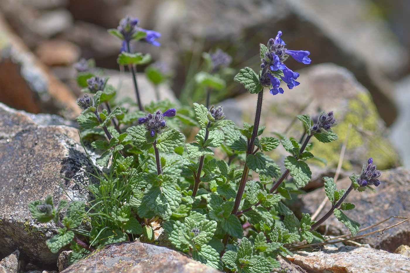 Image of Nepeta supina specimen.