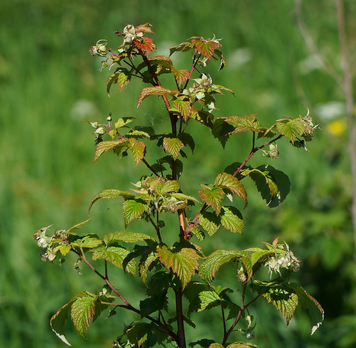 Image of Rubus idaeus specimen.